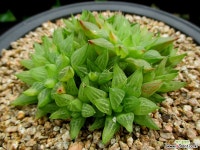 하월시아 9-339 하월시아