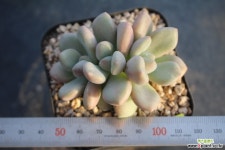 5899. 큐티피치 다육식물