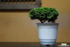 황금짜보 야생화