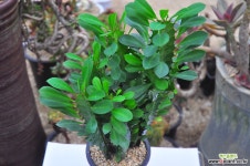 오채각(R002) 선인장