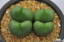 빌로붐군생(R013) 코노피튬