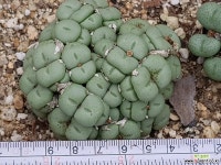 코노피튬 8109-1728 코노피튬