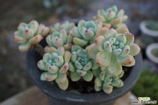 묵은라울 다육식물