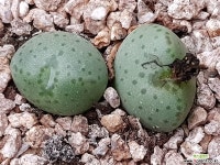 코노피튬 8109-1792 코노피튬