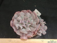 큐빅프로스티자연군생 다육식물