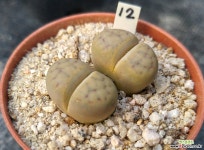 리톱스052 리톱스/메셈