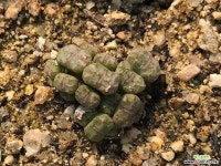 롤피19두 코노피튬