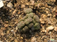 롤피19두 코노피튬