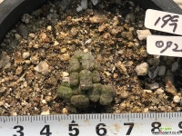 롤피19두 코노피튬