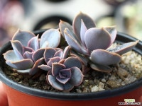 라일락 군생 S0044 다육식물