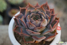 묵은피아세븐 다육식물