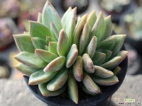 샴페인 군생 S0118 다육식물