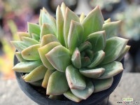 샴페인 군생 S0118 다육식물