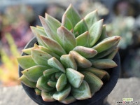 샴페인 군생 S0118 다육식물