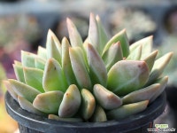 샴페인 군생 S0118 다육식물