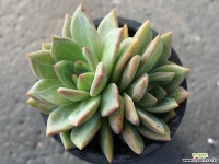 샴페인 군생 S0118 다육식물