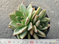 샴페인 군생 S0118 다육식물