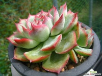 실루엣0926-1 다육식물