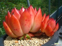 마리아(수입)0926-2 다육식물