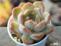 오리온hy S0169 다육식물