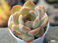 오리온hy S0169 다육식물