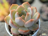 오리온hy S0169 다육식물