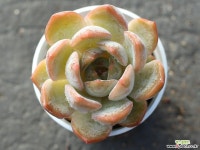 오리온hy S0169 다육식물