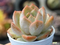 오리온hy S0169 다육식물