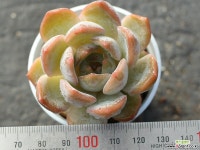 오리온hy S0169 다육식물