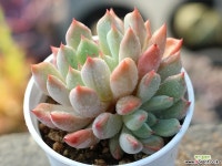 오렌지샤벳 군생 S0180 다육식물