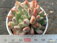 오렌지샤벳 군생 S0180 다육식물