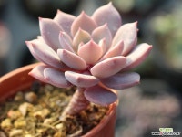 모첼라 S0194 다육식물