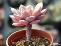 모첼라 S0194 다육식물