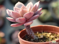 모첼라 S0194 다육식물