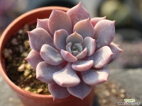 모첼라 S0194 다육식물