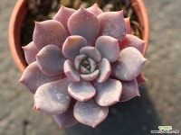 모첼라 S0194 다육식물