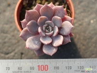 모첼라 S0194 다육식물