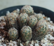 escobaria  minima  미니마 선인장