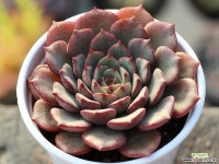 필모닝 S0232 다육식물