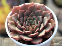 필모닝 S0232 다육식물