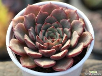 필모닝 S0232 다육식물