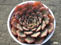 필모닝 S0232 다육식물