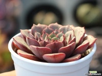 필모닝 S0232 다육식물