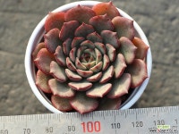 필모닝 S0232 다육식물