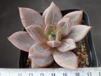 퍼플샴페인 47 다육식물