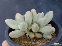 오비리데116 다육식물