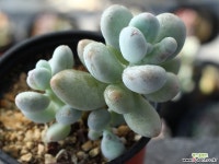 성미인 적심군생 S0038 다육식물