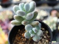 성미인 적심군생 S0038 다육식물