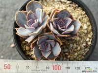 라일락 군생 S0045 다육식물