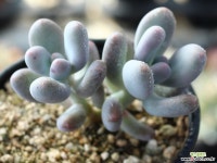 홍미인 군생 S0052 다육식물